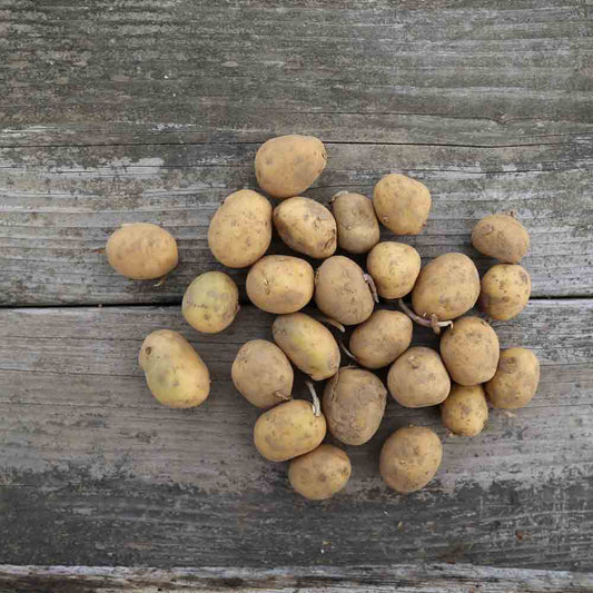 Tubercules de pomme de terre osiris bio – La Ferme de Sainte Marthe