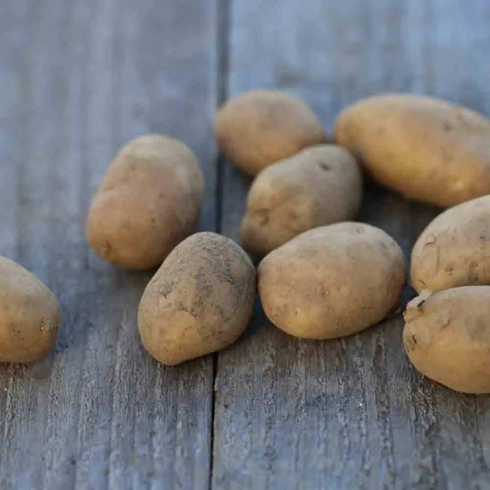 Tubercules de pomme de terre pompadour – La Ferme de Sainte Marthe