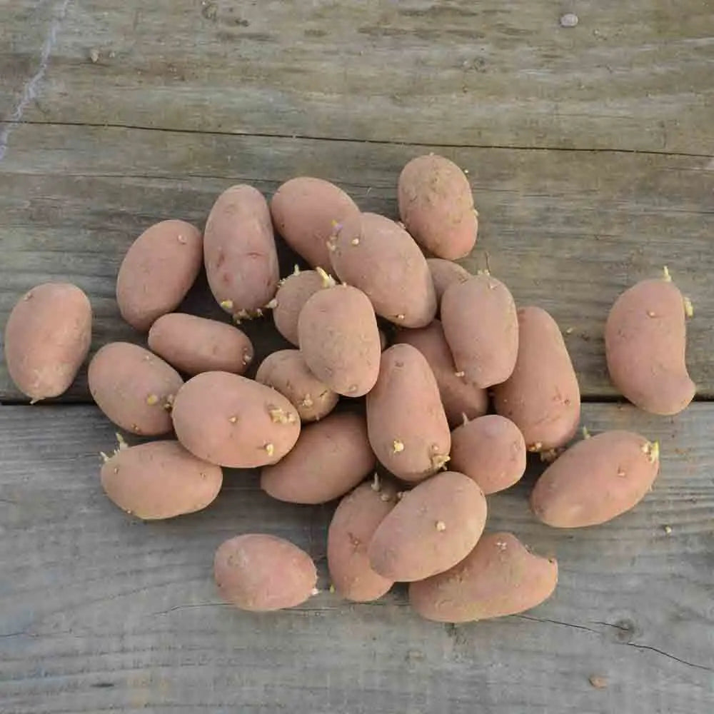 Tubercules de pomme de terre rosabelle – La Ferme de Sainte Marthe
