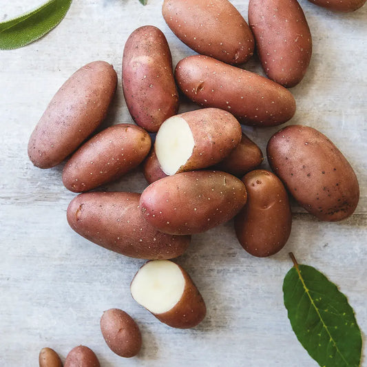 Tubercules de pomme de terre rose de france (ou cirelle) – La Ferme de Sainte Marthe