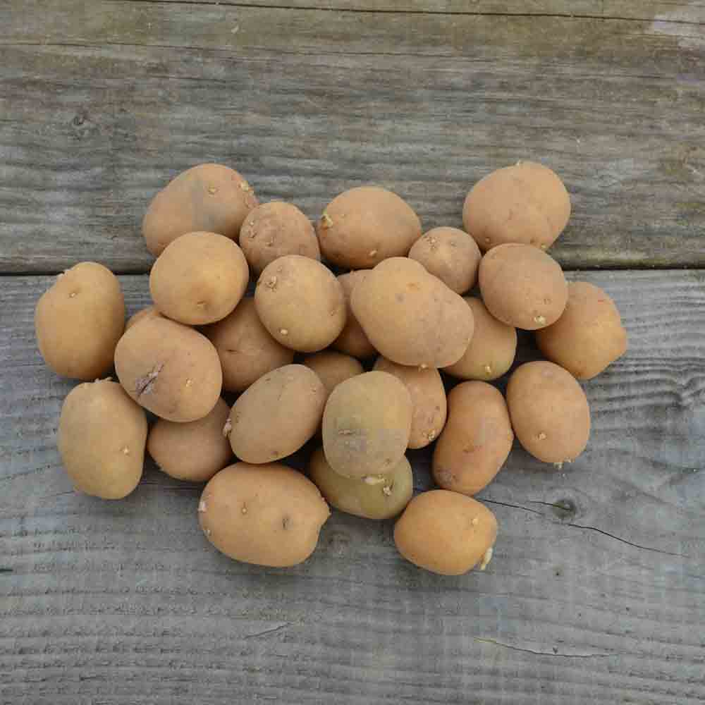 Tubercules de pomme de terre sirtema bio – La Ferme de Sainte Marthe