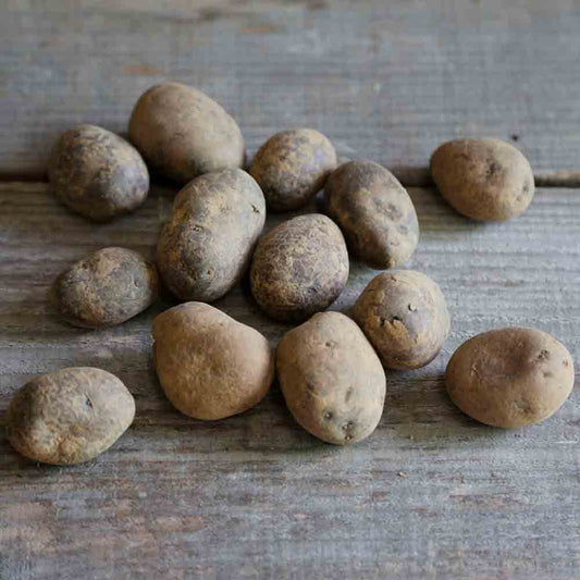 Tubercules de pomme de terre ulysse bio – La Ferme de Sainte Marthe