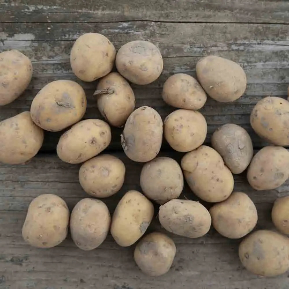 Tubercules de pomme de terre vitabella bio – La Ferme de Sainte Marthe
