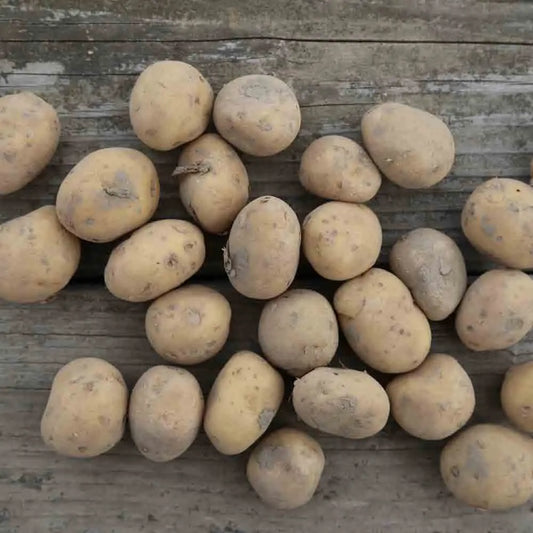 Tubercules de pomme de terre vitabella bio – La Ferme de Sainte Marthe