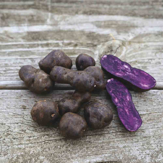 Tubercules de pomme de terre vitelotte – La Ferme de Sainte Marthe