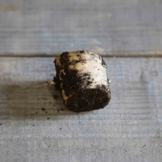 Plant de raifort sauvage – La Ferme de Sainte Marthe