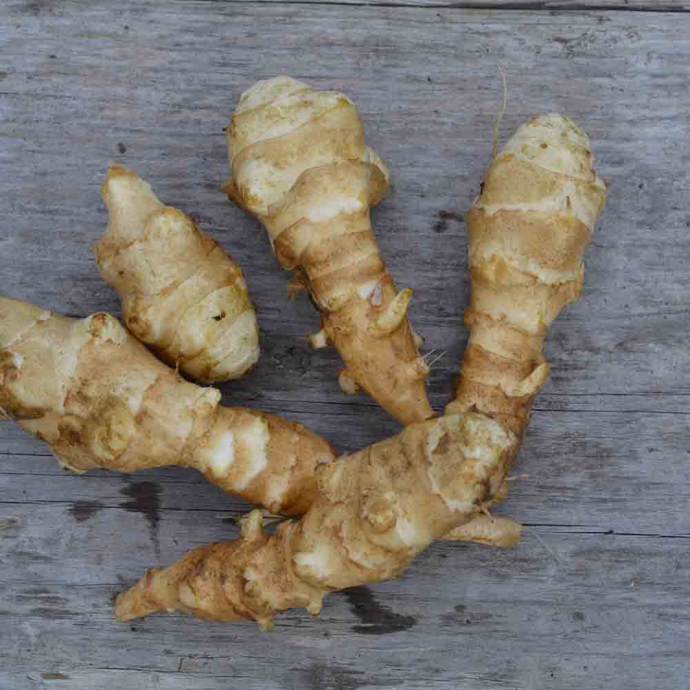 Tubercules de topinambour blanc fuseau bio – La Ferme de Sainte Marthe