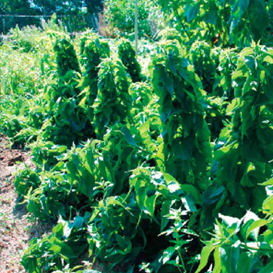 Tubercules de topinambour nain – La Ferme de Sainte Marthe