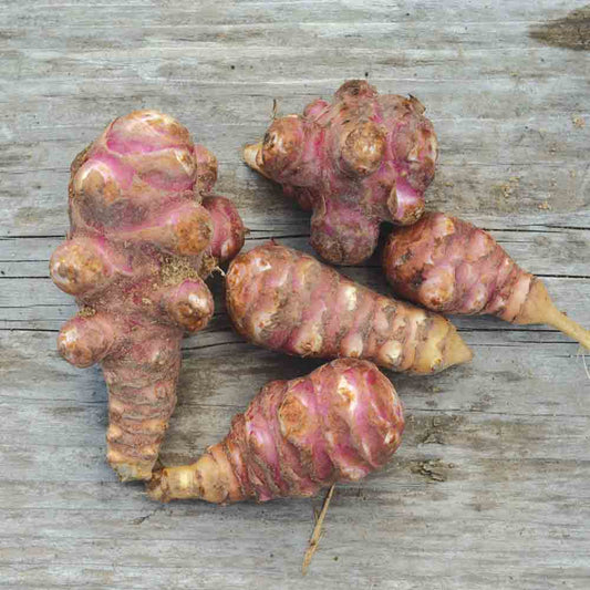 Tubercules de topinambour violet de rennes bio – La Ferme de Sainte Marthe