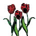Bulbes de tulipes
