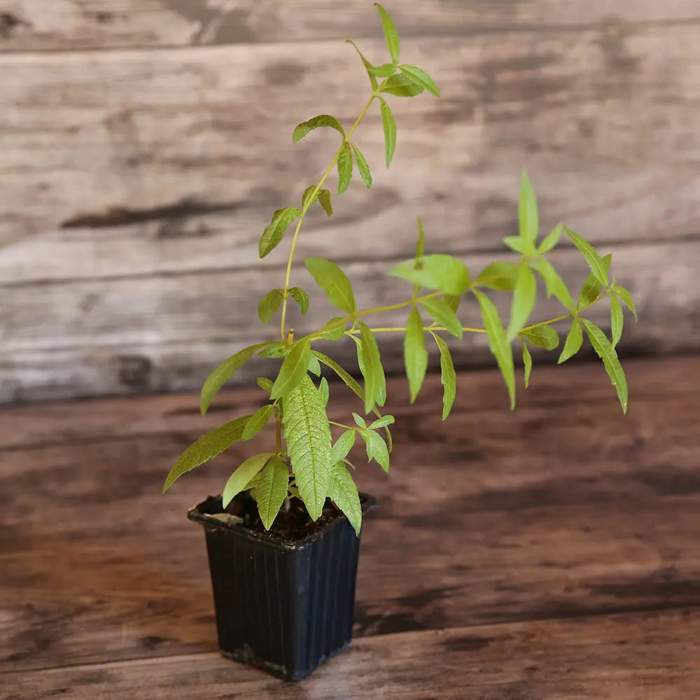 VERVEINE CITRONNELLE AB - PLANT 