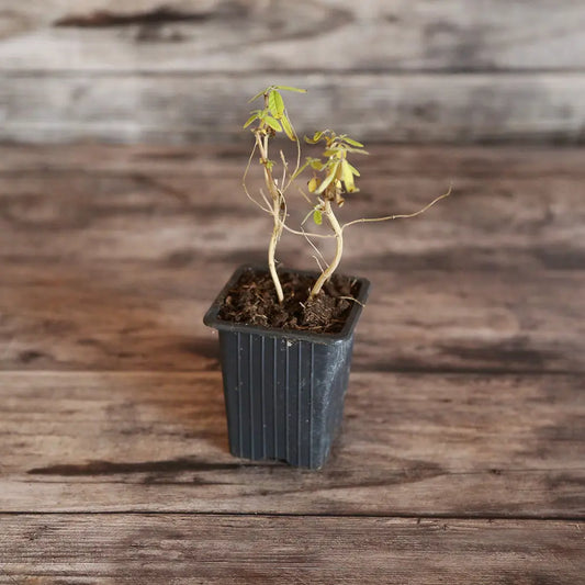 VERVEINE CITRONNELLE AB - PLANT 