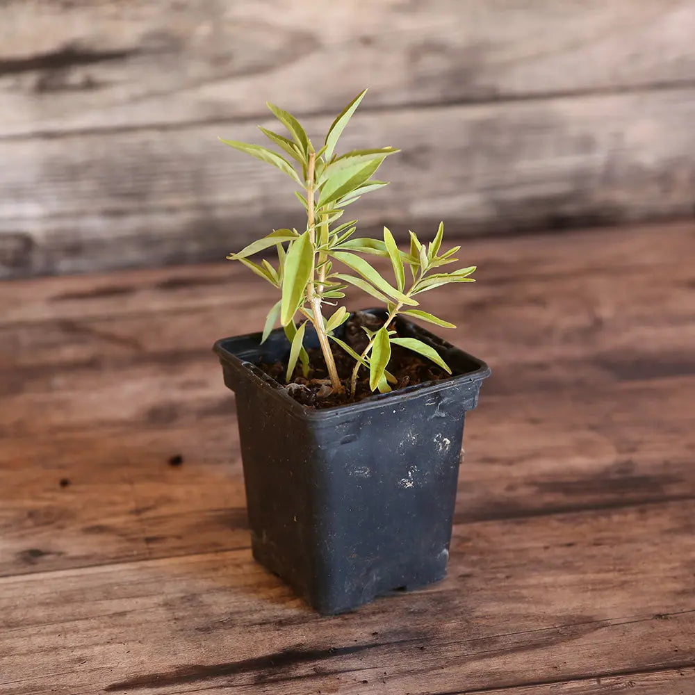 VERVEINE D'ARGENTINE MENTHOL HOLLYWOOD AB - PLANT 