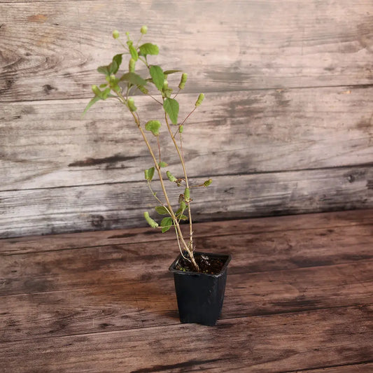 VERVEINE SUCRANTE AB - PLANT 