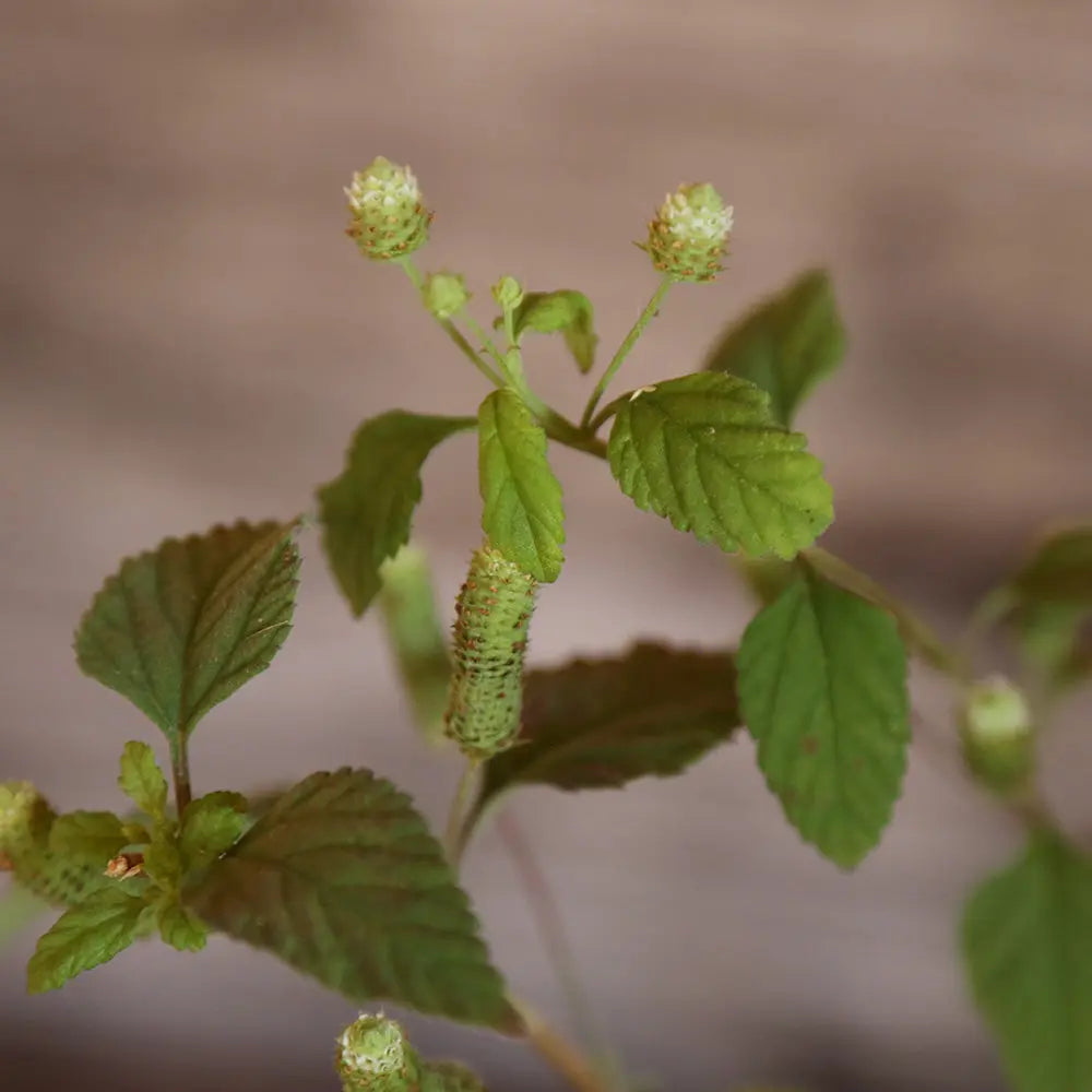 VERVEINE SUCRANTE AB - PLANT 