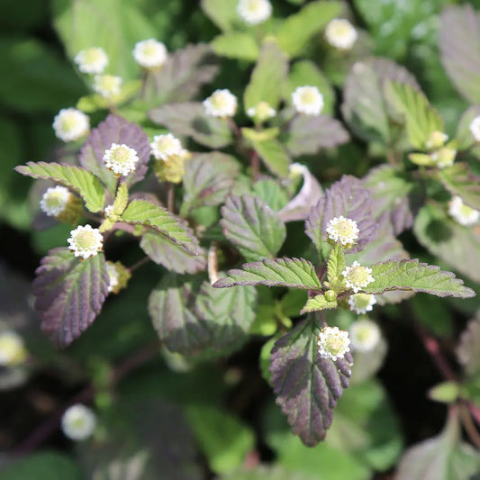 VERVEINE SUCRANTE AB - PLANT 