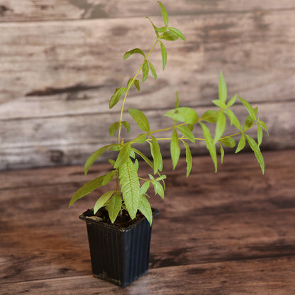 VERVEINE CITRONNELLE AB - PLANT 