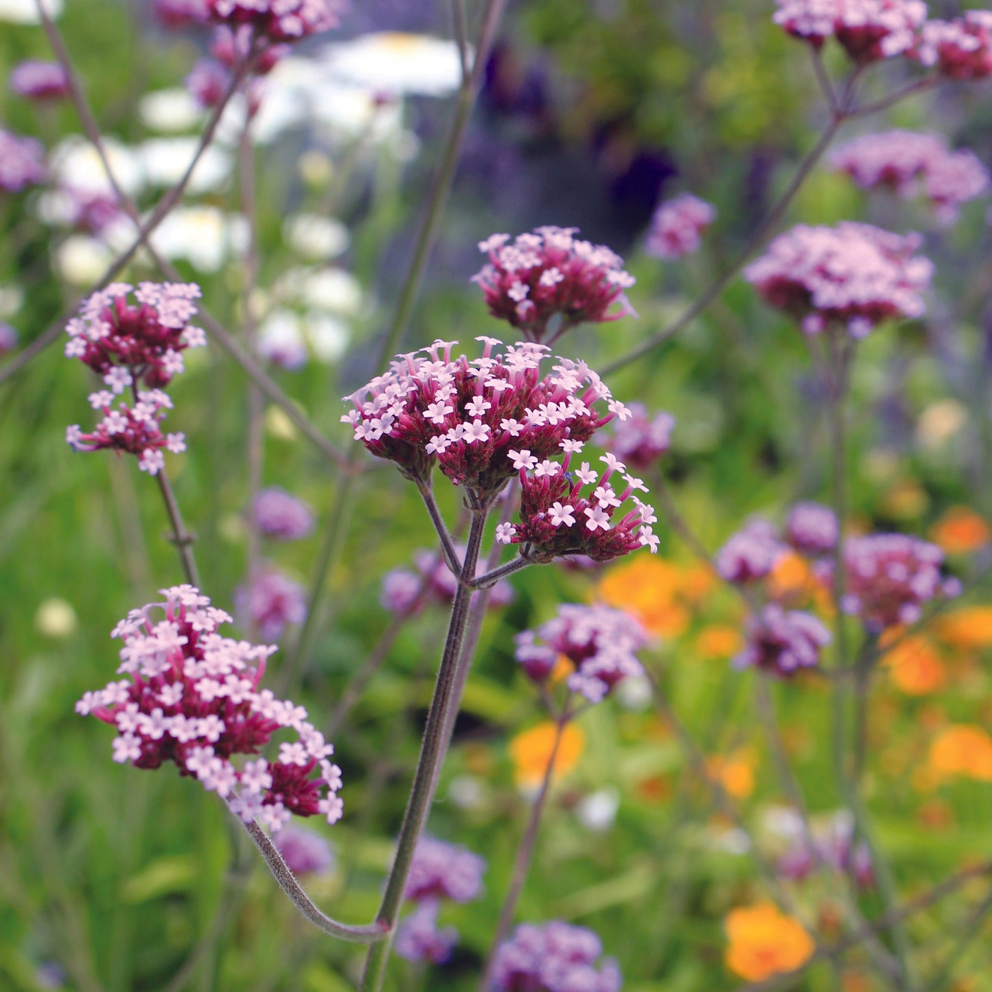 BUENOS AIRES VERBENA - PFLANZE