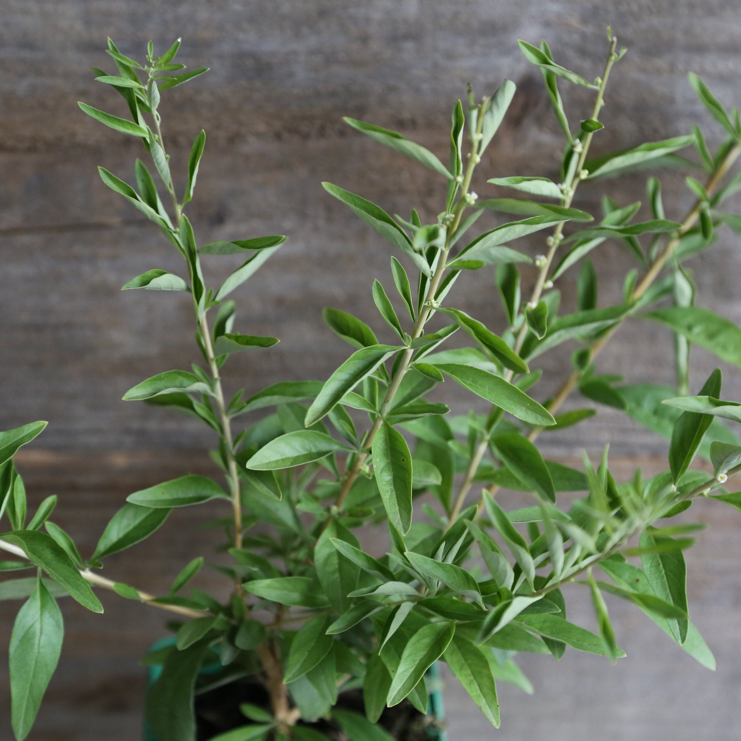 ARGENTINISCHE VERBENA AB - PFLANZE