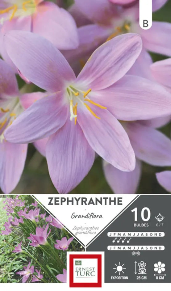 ROSA ZEPHYRANTHEN
