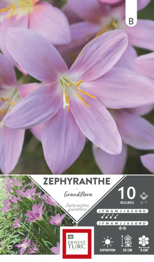 ROSA ZEPHYRANTHEN