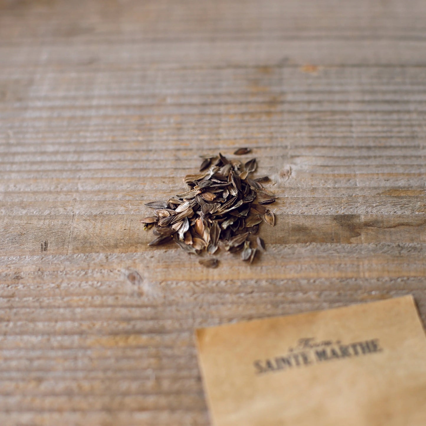 ZINNIA A FLEURS DE DAHLIA GREEN ENVY AB 