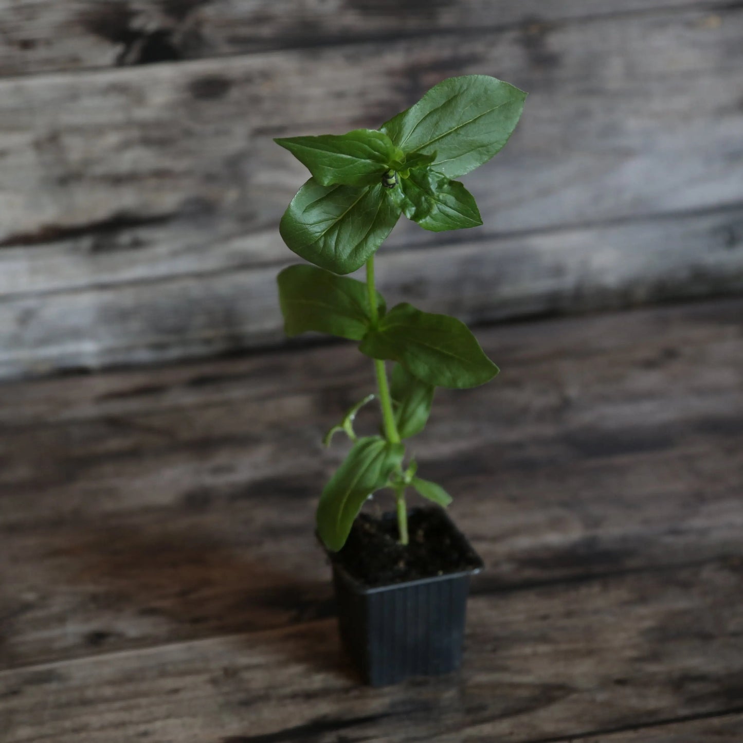 ZINNIA LILLIPUT PETITES FLEURS VARIEES  AB - PLANT 