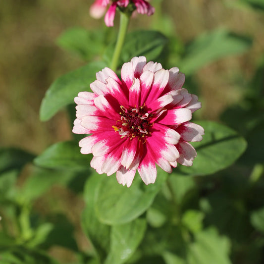 ZINNIA MAZURKIA AB 
