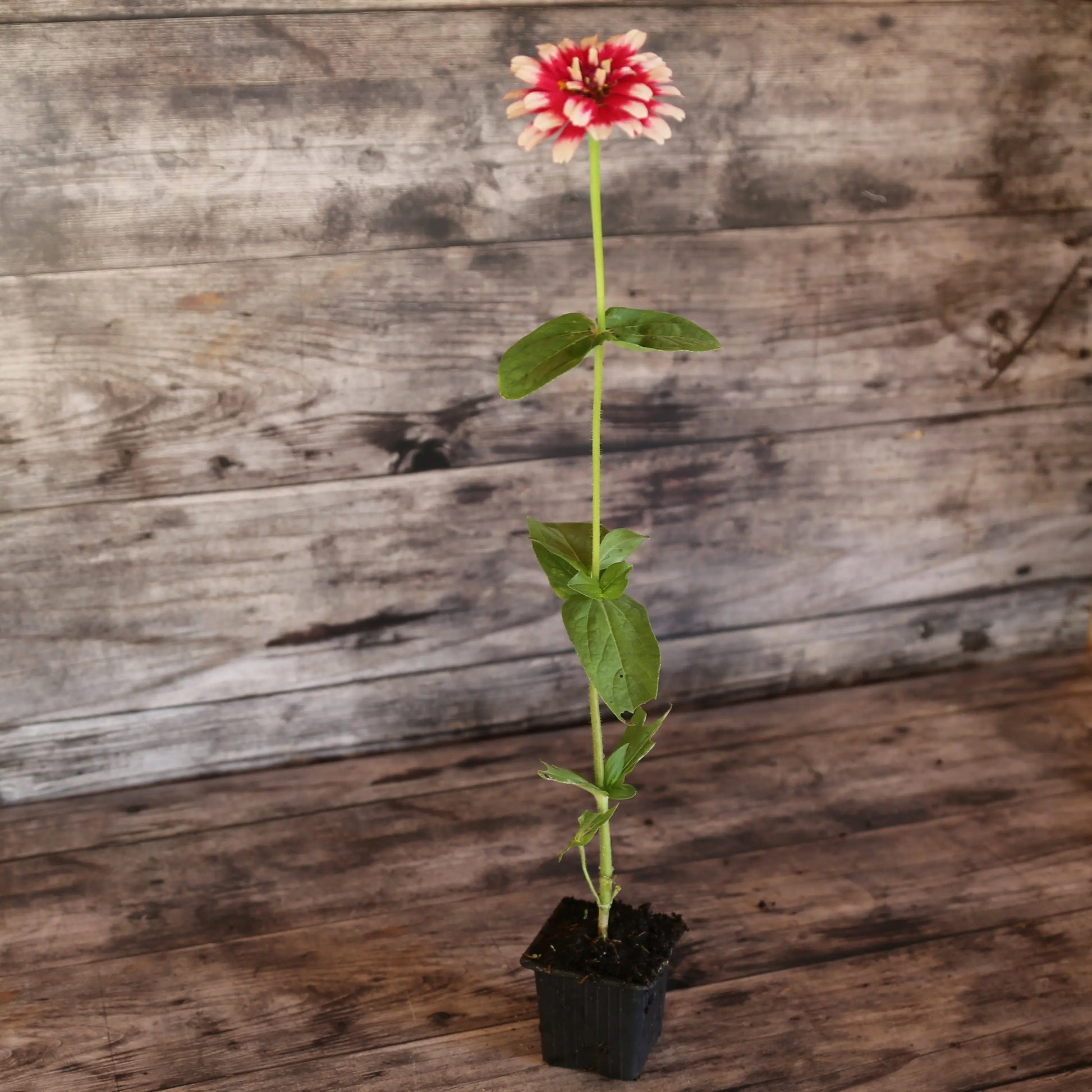 ZINNIA MAZURKIA  AB - PLANT 