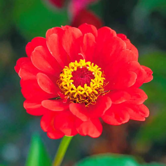 ZINNIA RED BEAUTY AB 