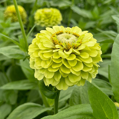 ZINNIA À FLEURS DE DAHLIA GREEN ENVY AB - PLANT 