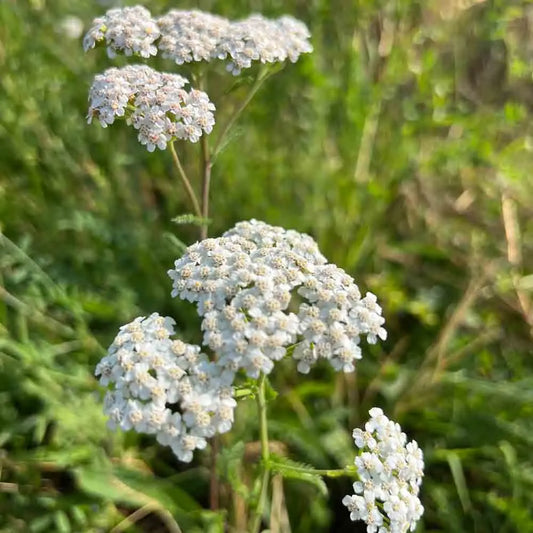 Graines d'achillée millefeuille bio – La Ferme de Sainte Marthe
