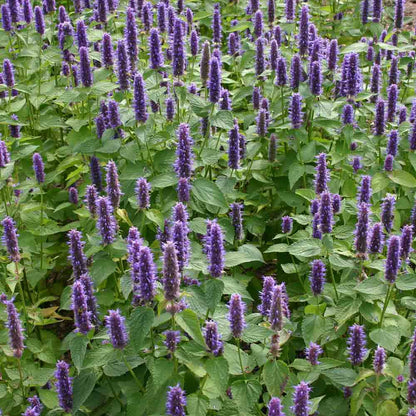 Graines d'agastache anisée bio – La Ferme de Sainte Marthe