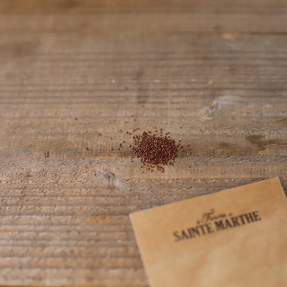 Graines d'agastache anisée bio – La Ferme de Sainte Marthe