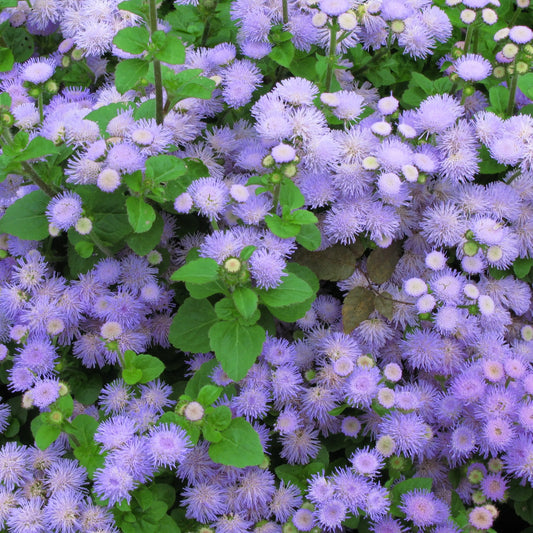 Graines d'ageratum bio – La Ferme de Sainte Marthe