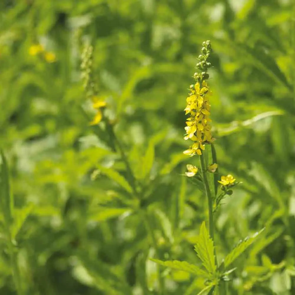 Graines d'aigremoine eupatoire bio – La Ferme de Sainte Marthe