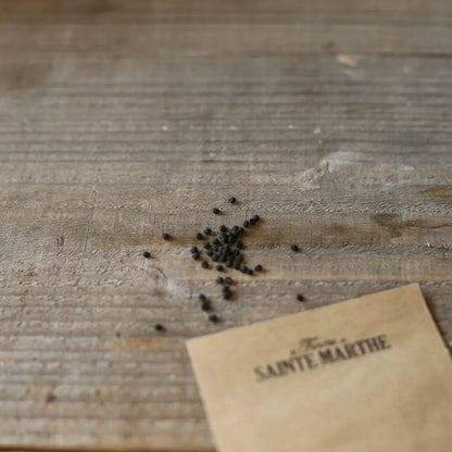 Graines d'ail des ours bio – La Ferme de Sainte Marthe