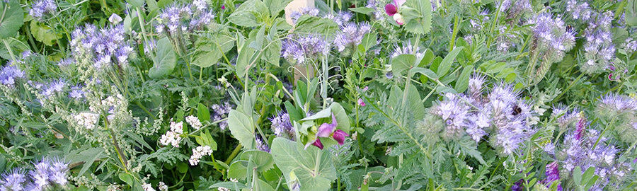 March sowing