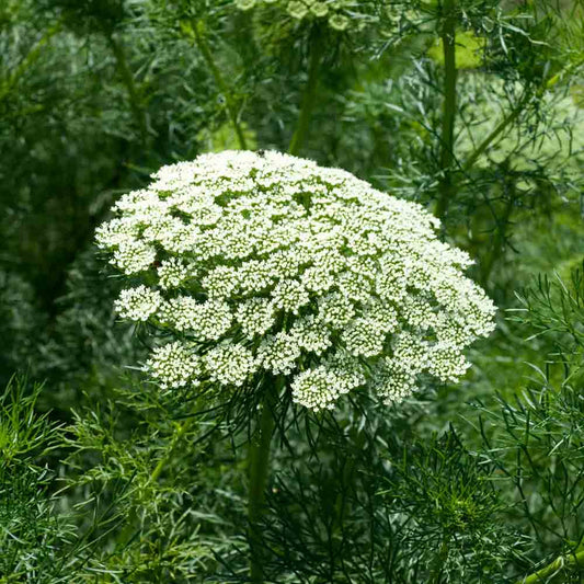 Graines d'ammi bio – La Ferme de Sainte Marthe