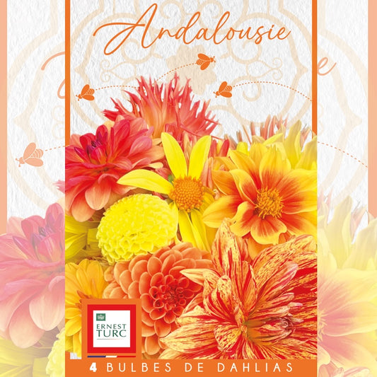 DAHLIA ANDALOUSIE (ASSORTIMENT) 