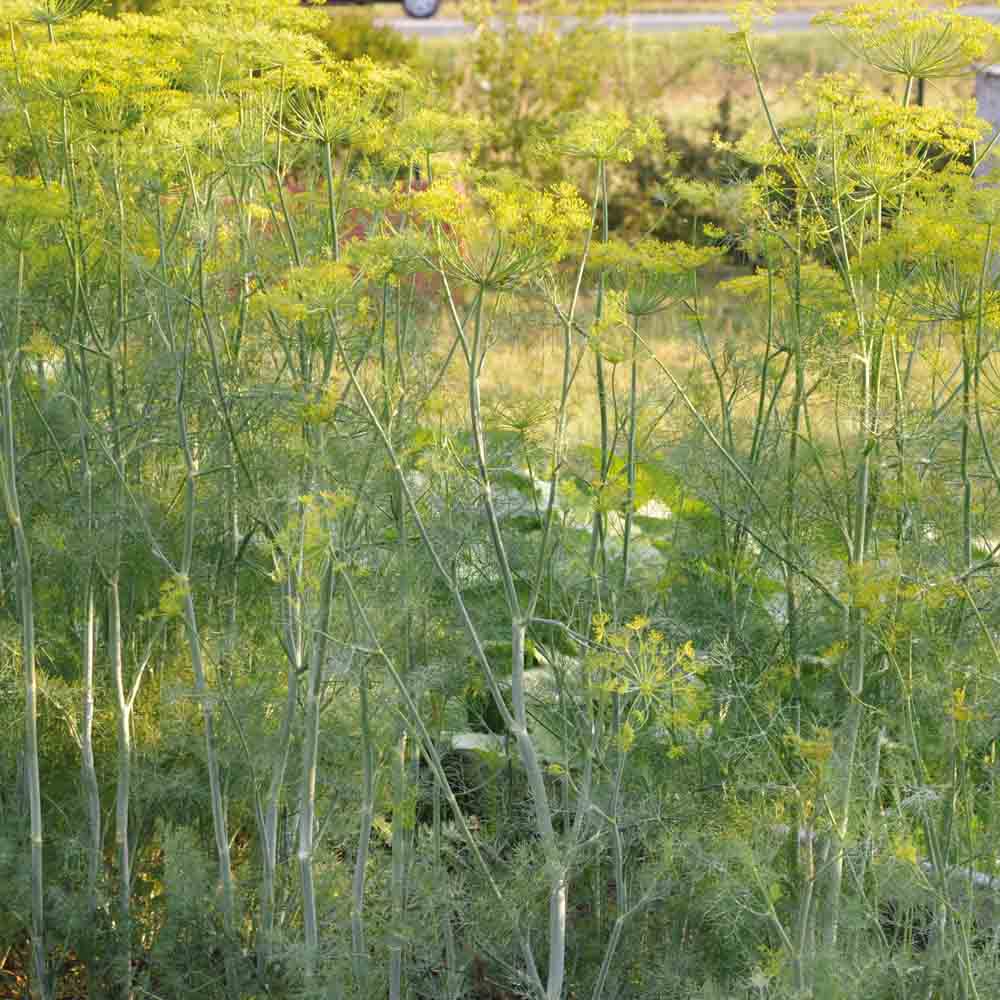 Graines d'aneth hera bio – La Ferme de Sainte Marthe