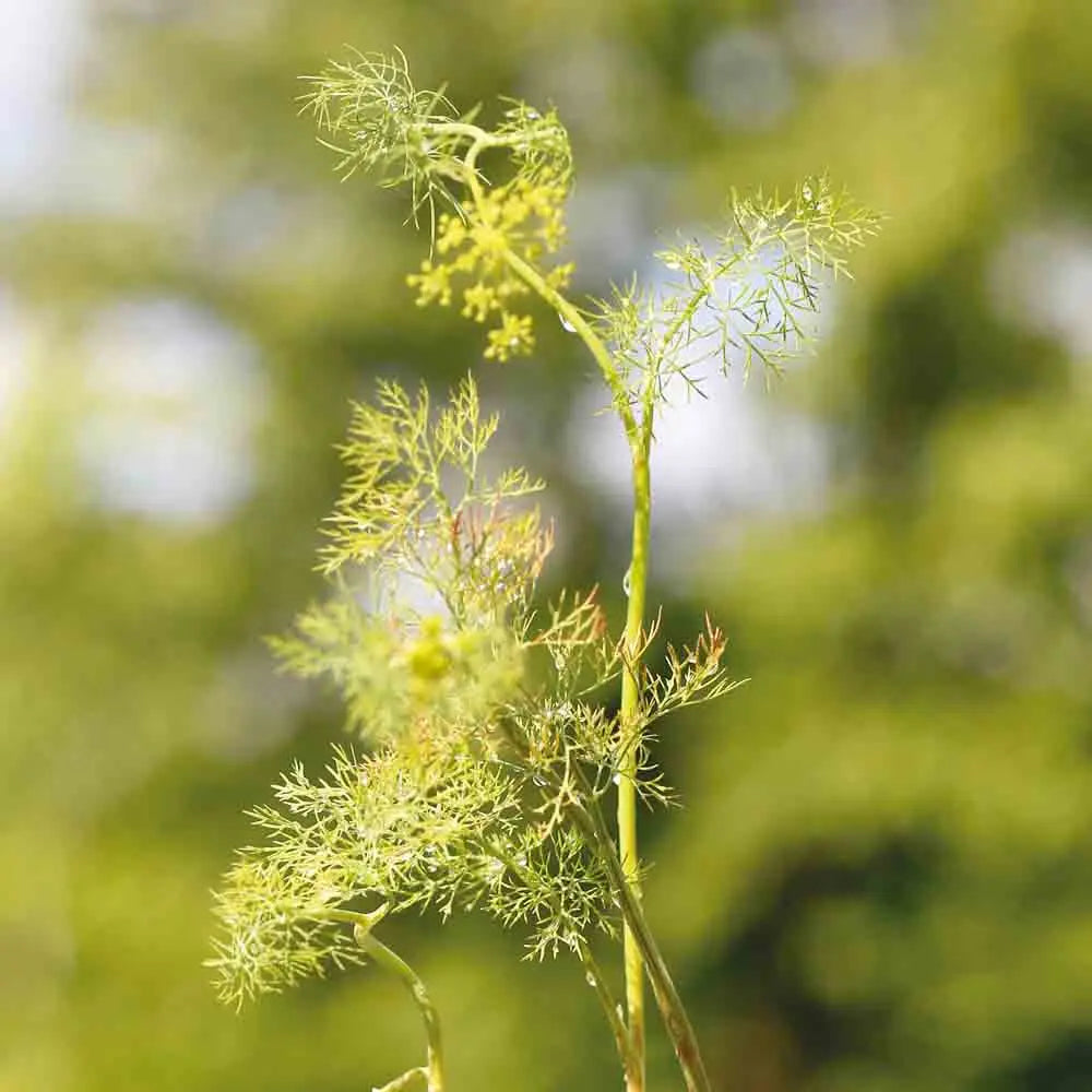 Graines d'aneth officinale bio – La Ferme de Sainte Marthe