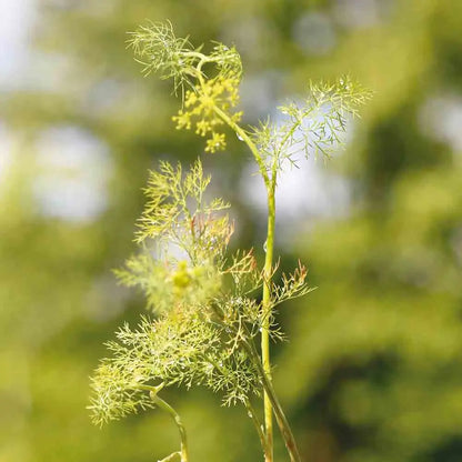 Graines d'aneth officinale bio – La Ferme de Sainte Marthe