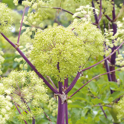 Graines d'angélique officinale bio – La Ferme de Sainte Marthe