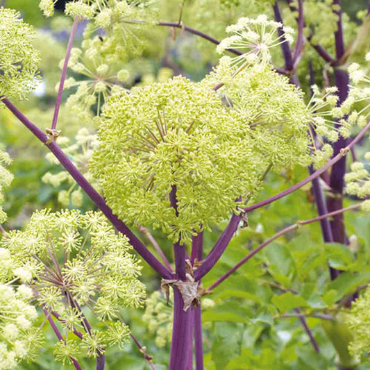 Graines d'angélique officinale bio – La Ferme de Sainte Marthe