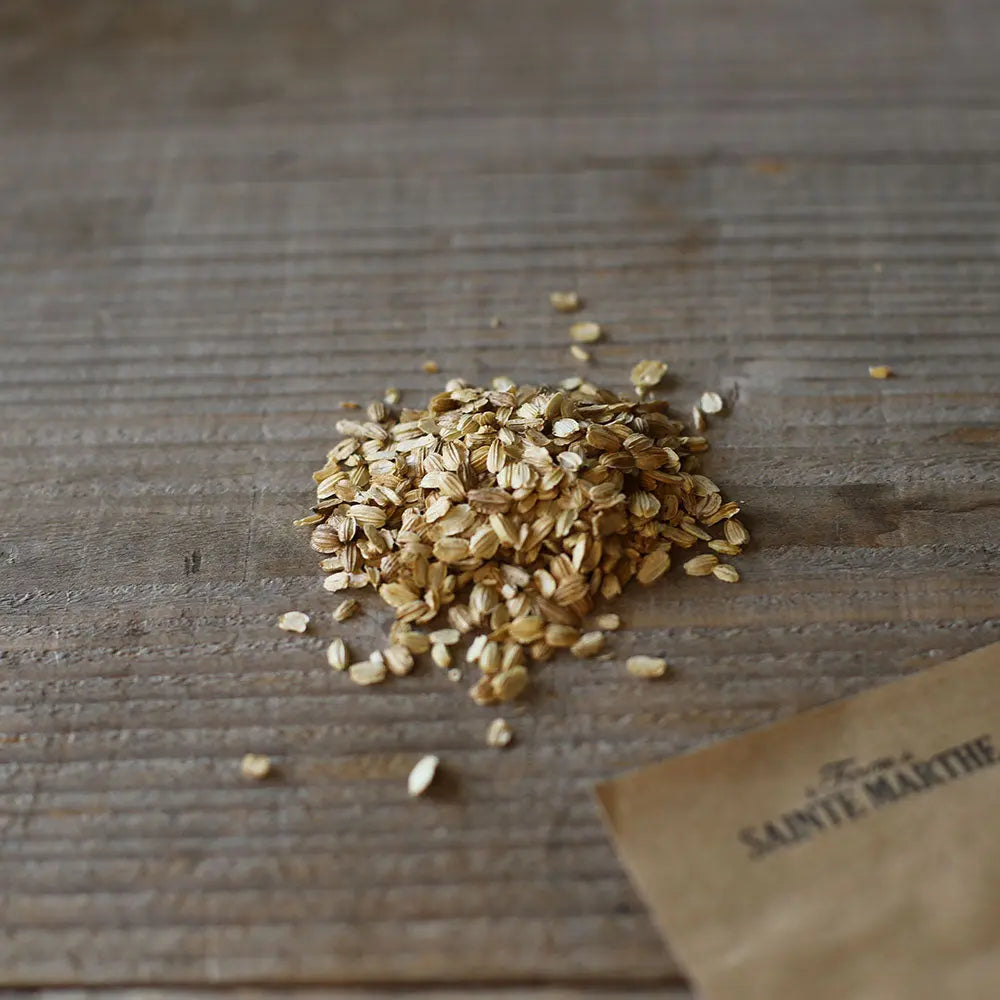 Graines d'angélique officinale bio – La Ferme de Sainte Marthe