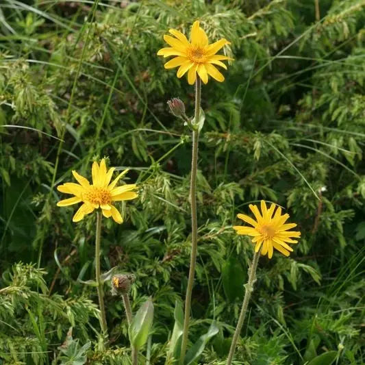 Graines d'arnica bio – La Ferme de Sainte Marthe