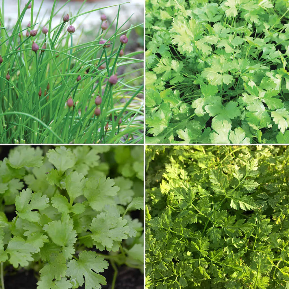 Graines d'aromates en mélange ciboulette commune, persil plat commun 2, coriandre, cerfeuil commun bio – La Ferme de Sainte Marthe