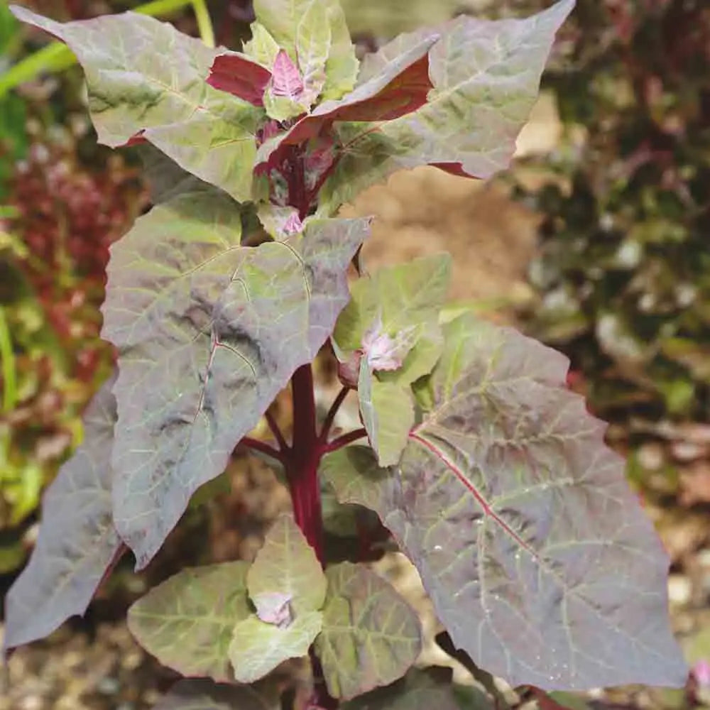 Graines d'arroche rouge bio – La Ferme de Sainte Marthe