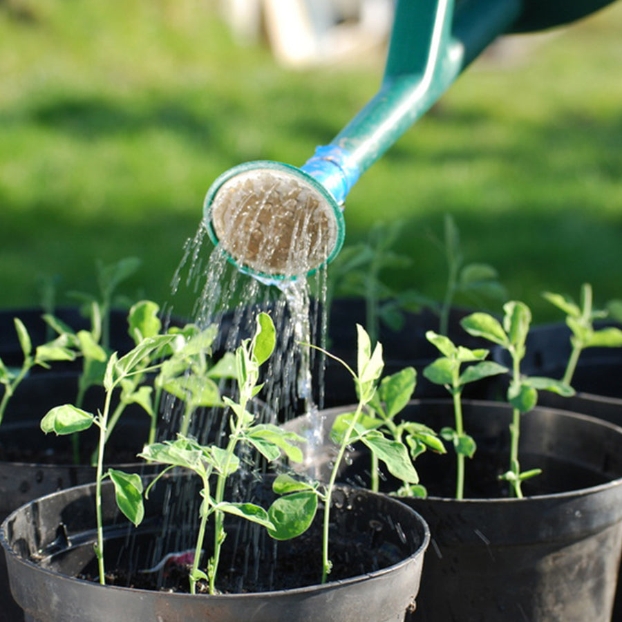 Que planter en octobre au jardin ?